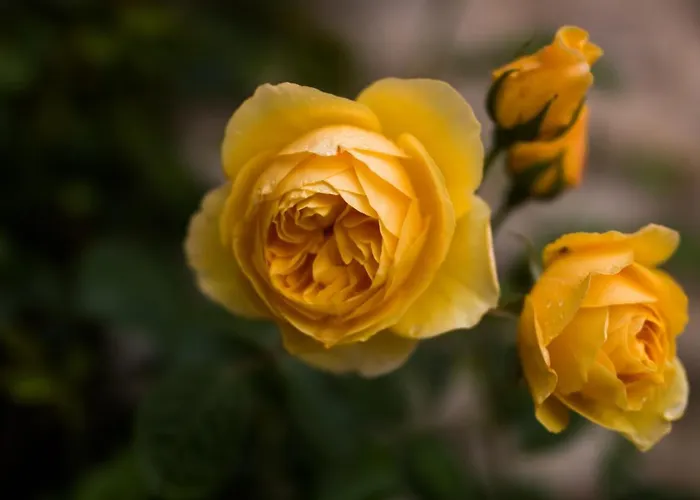 Les Hauts De Chalonne 4* Le Gond-Pontouvre